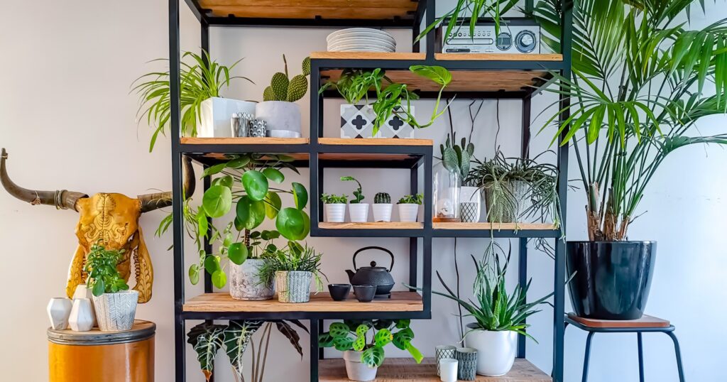 steel rack for plants